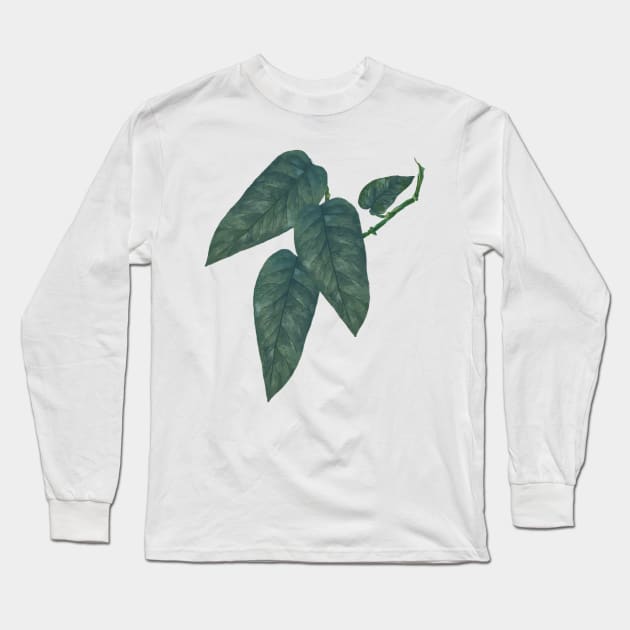 Pothos Cebu Blue Leaf Long Sleeve T-Shirt by Khotekmei